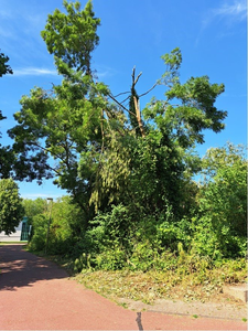 NOC-Poly- Stormschade in de Leeghwaterpark